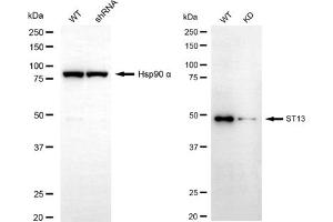 Western blotting analysis using ST13 antibody (ABIN7800464). (HSC70 Interacting Protein HIP antibody)