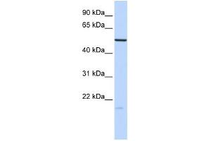 WB Suggested Anti-ZNF773 Antibody Titration:  0. (ZNF773 antibody  (N-Term))