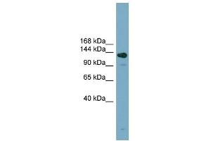 WB Suggested Anti-ASXL2 Antibody Titration: 0. (ASXL2 antibody  (Middle Region))