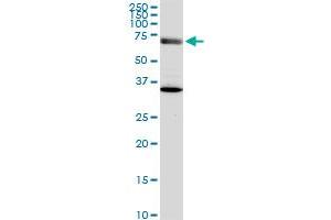 EXOC7 monoclonal antibody (M05), clone 1B7. (EXOC7 antibody  (AA 586-684))
