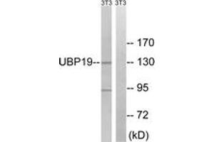 Western blot analysis of extracts from NIH-3T3 cells, using USP19 Antibody. (USP19 antibody  (AA 391-440))