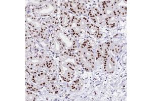 Immunohistochemical staining of human stomach with NFIC polyclonal antibody  shows strong nuclear positivity in glandular cells. (NFIC antibody)