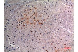 Immunohistochemistry (IHC) analysis of paraffin-embedded Mouse Brain, antibody was diluted at 1:100. (FGF9 antibody  (C-Term))