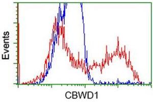 Image no. 2 for anti-COBW Domain Containing 1 (CBWD1) antibody (ABIN1497117) (CBWD1 antibody)