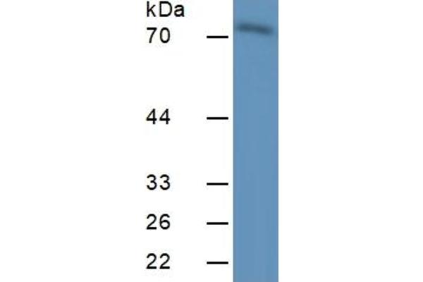 CAPN1 ELISA Kit