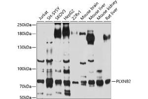 Western blot analysis of extracts of various cell lines, using PLXNB2 antibody (ABIN6129079, ABIN6145808, ABIN6145809 and ABIN6214190) at 1:1000 dilution. (Plexin B2 antibody  (AA 1080-1200))