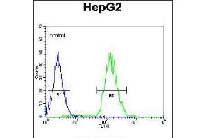 Flow cytometric analysis of HepG2 cells (right histogram) compared to a negative control cell (left histogram). (CDC14A antibody)