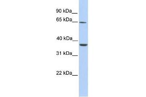 Human Liver; WB Suggested Anti-ZNF677 Antibody Titration: 0.