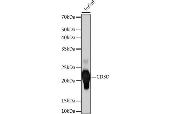 CD3D anticorps