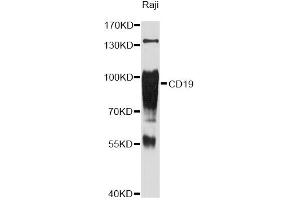 Western blot analysis of extracts of Raji cells, using CD19 Antibody (ABIN5971402) at 1:3000 dilution. (CD19 antibody)