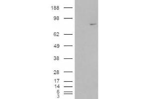 Western Blotting (WB) image for anti-Methylphosphate Capping Enzyme (MEPCE) (Internal Region) antibody (ABIN2465942)