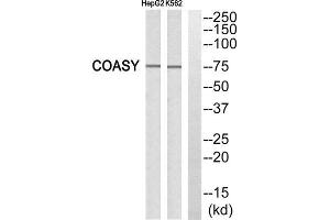 Western Blotting (WB) image for anti-Fas (TNFRSF6) Associated Factor 1 (FAF1) (C-Term) antibody (ABIN1850435) (FAF1 antibody  (C-Term))