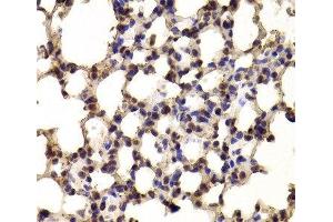 Immunohistochemistry of paraffin-embedded Mouse lung using BHLHE40 Polyclonal Antibody at dilution of 1:100 (40x lens). (BHLHE40 antibody)