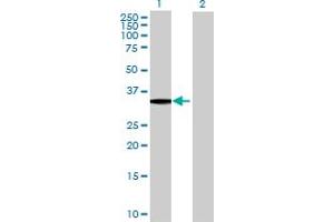 Western Blot analysis of MLF1 expression in transfected 293T cell line by MLF1 MaxPab polyclonal antibody. (MLF1 antibody  (AA 1-268))