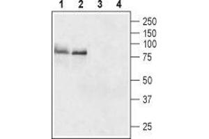 Western blot analysis of rat (lanes 1 and 3) and mouse (lanes 2 and 4) brain lysates: - 1,2. (TSH receptor antibody  (Extracellular, N-Term))