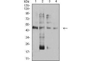 Western blot analysis using TFAP2A mouse mAb against Hela (1), PANC-1 (2), HEK293 (3), and RAW267. (TFAP2A antibody  (AA 105-211))