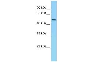 WB Suggested Anti-Eif5 Antibody Titration: 1. (EIF5 antibody  (C-Term))