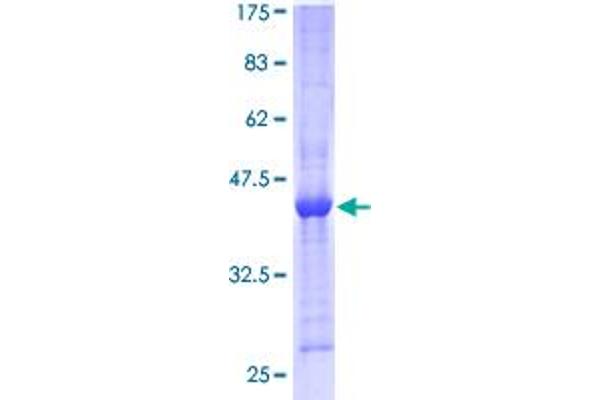 PPIL3 Protein (AA 1-161) (GST tag)