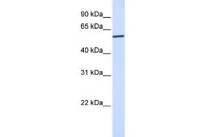 WB Suggested Anti-KPNA4  Antibody Titration: 0. (KPNA4 antibody  (N-Term))