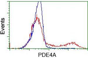 Image no. 2 for anti-phosphodiesterase 4A, CAMP-Specific (PDE4A) antibody (ABIN1500089)