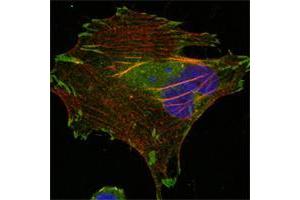Confocal immunofluorescence analysis of Hela cells using LPP mouse mAb (green). (LPP antibody)