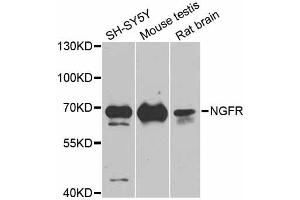 Western blot analysis of extracts of various cell lines, using NGFR antibody (ABIN5998347) at 1/1000 dilution. (NGFR antibody)