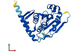 Protein Structure (PS) image for SUMO/sentrin Specific Peptidase Family Member 8 (SENP8) (AA 1-221) protein (His tag) (ABIN7560932)