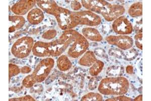 ABIN185190 (10µg/ml) staining of paraffin embedded Human Kidney. (USH1C antibody  (N-Term))