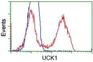 HEK293T cells transfected with either RC220876 overexpress plasmid (Red) or empty vector control plasmid (Blue) were immunostained by anti-UCK1 antibody (ABIN2453771), and then analyzed by flow cytometry. (UCK1 antibody)