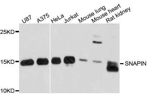 Western blot analysis of extracts of various cell lines, using SNAPIN antibody. (SNAPIN antibody  (AA 1-136))