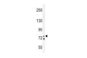 Cadherin 24 antibody  (N-Term)