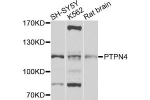 Western blot analysis of extracts of various cell lines, using PTPN4 antibody (ABIN5972222) at 1/1000 dilution. (PTPN4 antibody)