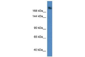 WB Suggested Anti-WDR87 Antibody Titration: 1. (WDR87 antibody  (C-Term))