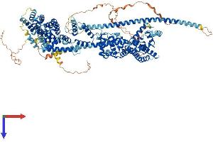 Dishevelled Associated Activator of Morphogenesis 2 (DAAM2) (AA 1-1115) protein (His tag)