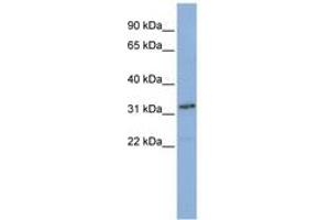 SNAPC2 Antikörper  (AA 36-85)