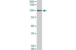 EXOC4 monoclonal antibody (M06), clone 4F1. (Sec8 antibody  (AA 1-109))