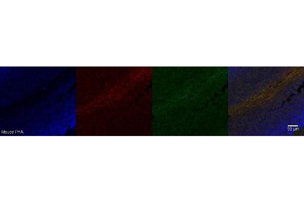 FAM107A antibody