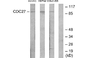 Western blot analysis of extracts from HUVEC cells, HepG2 cells and COLO205 cells, using H-NUC antibody. (CDC27 antibody)