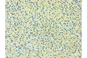 Immunohistochemistry of paraffin-embedded human spleen tissue using ABIN7155546 at dilution of 1:100 (HLAG antibody  (AA 20-230))