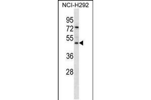 Western blot analysis in NCI-H292 cell line lysates (35ug/lane). (GP2 antibody  (N-Term))