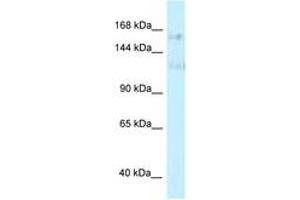 PRPF40A antibody  (AA 851-900)