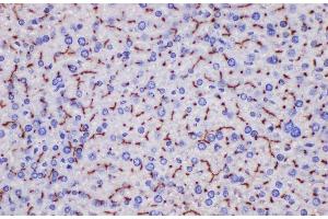 Immunohistochemistry of paraffin-embedded Mouse liver using Ceacam1 Polycloanl Antibody at dilution of 1:200 (CEACAM1 antibody)