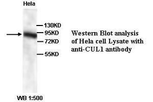 Image no. 1 for anti-Cullin 1 (CUL1) (N-Term) antibody (ABIN791065) (Cullin 1 antibody  (N-Term))