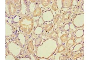 Immunohistochemistry of paraffin-embedded human kidney tissue using ABIN7155991 at dilution of 1:100 (HAGH antibody  (AA 50-308))