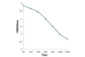 Antigen: 0. (Msk1/2 (AA 49-94) antibody)