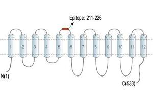 Representative domain view of the target of ABIN7582077.