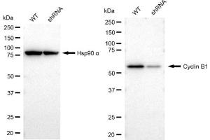 Western blotting analysis using Cyclin B1 antibody (ABIN7798191).
