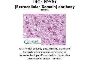 Image no. 1 for anti-Neuropeptide Y Receptor Y4 (NPY4R) (2nd Extracellular Domain) antibody (ABIN1738312) (NPY4R antibody  (2nd Extracellular Domain))