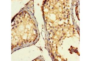 Immunohistochemistry of paraffin-embedded human testis tissue using ABIN7143055 at dilution of 1:100 (Actin-Like 7A antibody  (AA 1-435))