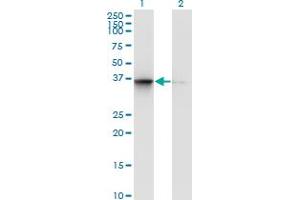 Western Blot analysis of TSNAXIP1 expression in transfected 293T cell line by TSNAXIP1 monoclonal antibody (M02), clone 1D6.